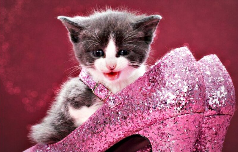 Kitten in Pink Shoe