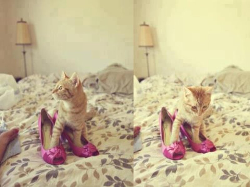 Kitten in Pink Shoes