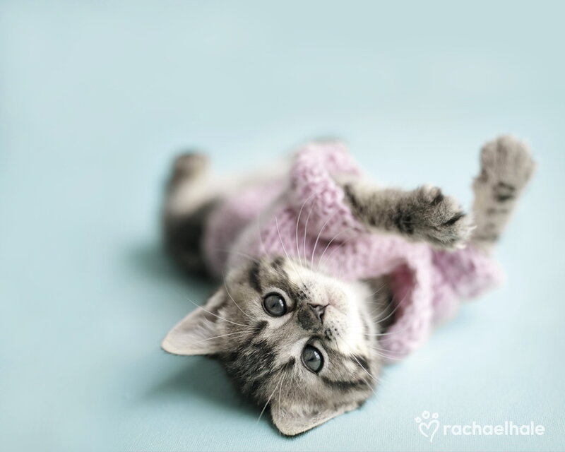 Kitten in Pink Sweater