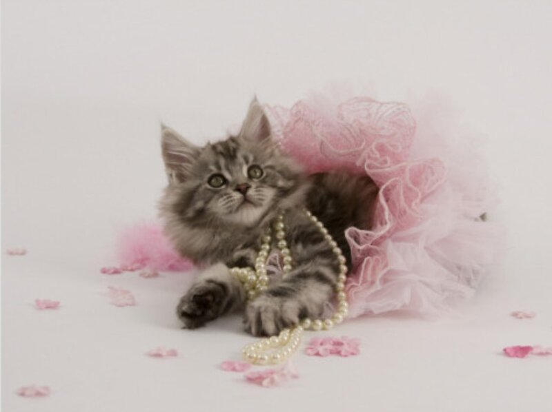 Kitten in Pink Tutu