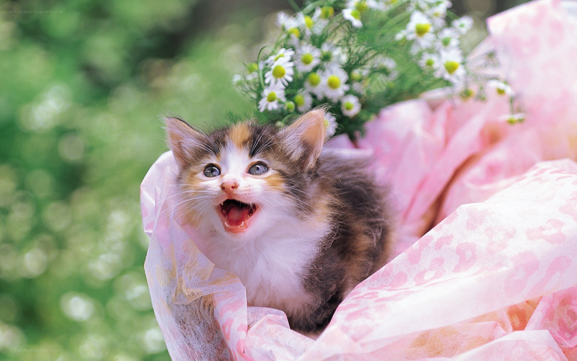 kitten in pink wrapping