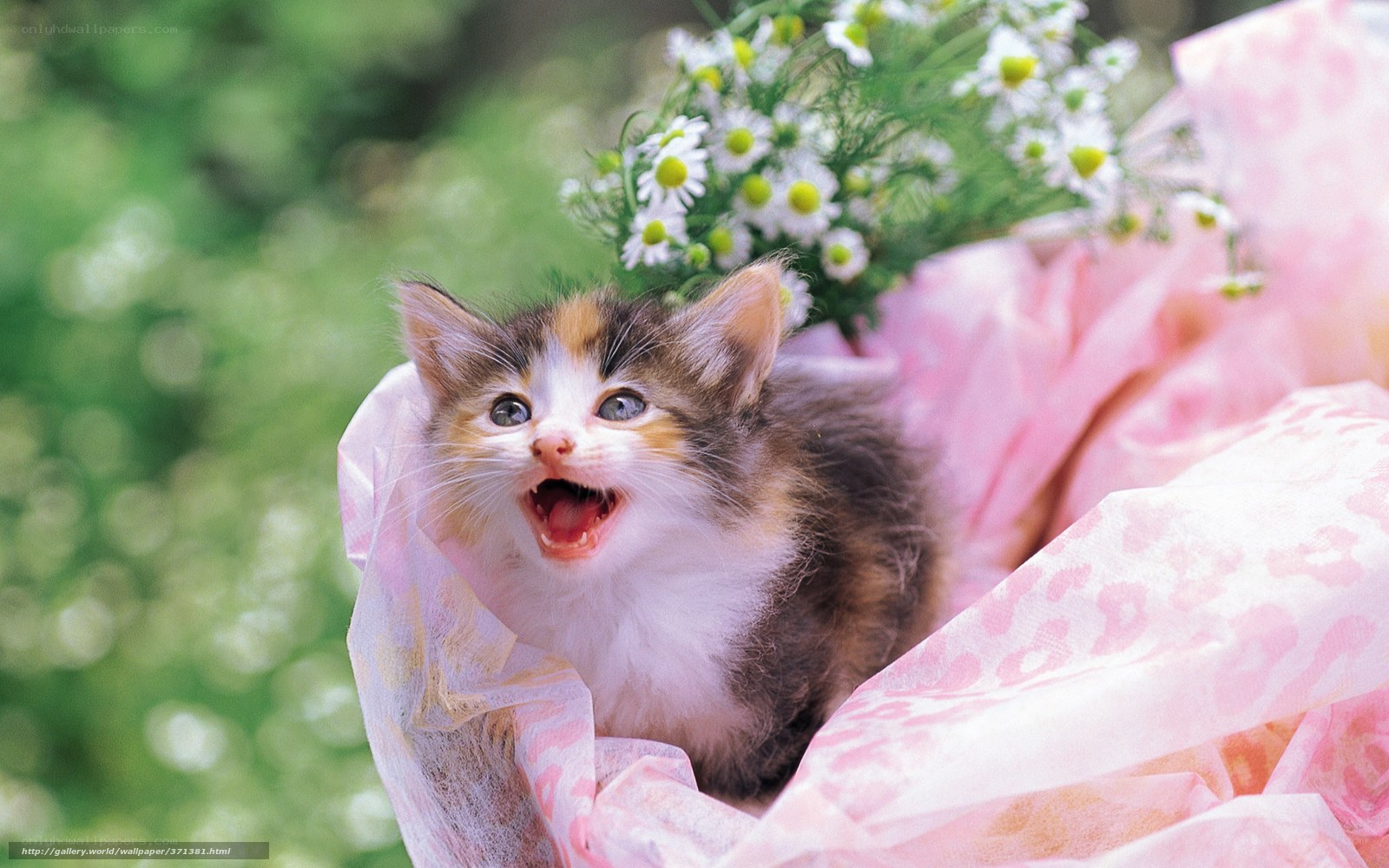 kitten in pink wrapping
