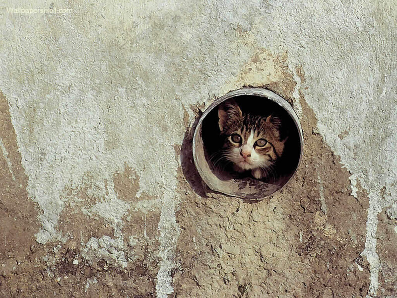 Kitten in Pipe