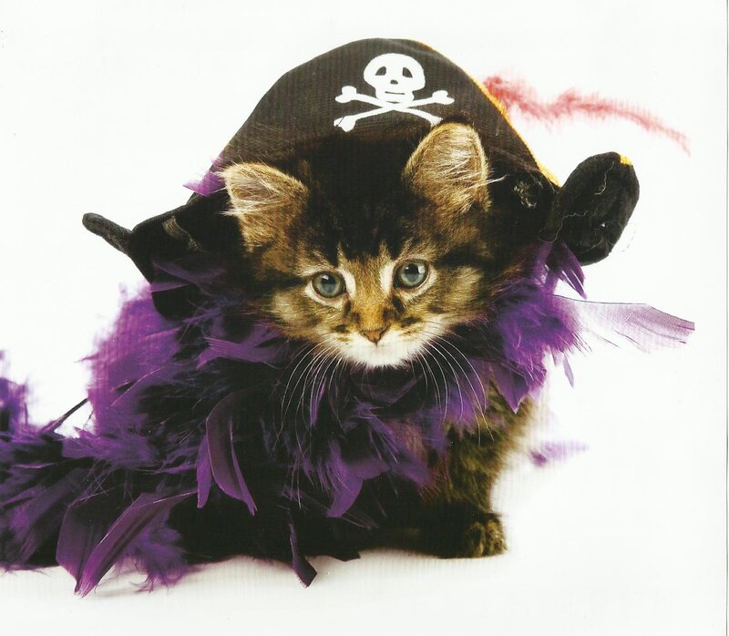 Kitten in Pirate Hat