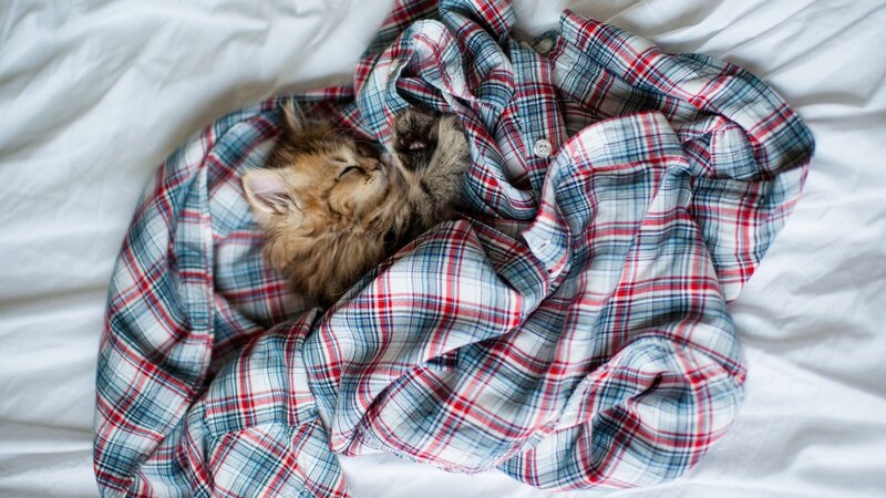 Kitten in Plaid Shirt — Red