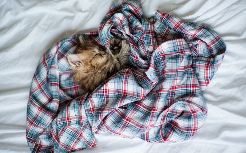 Kitten in Plaid Shirt