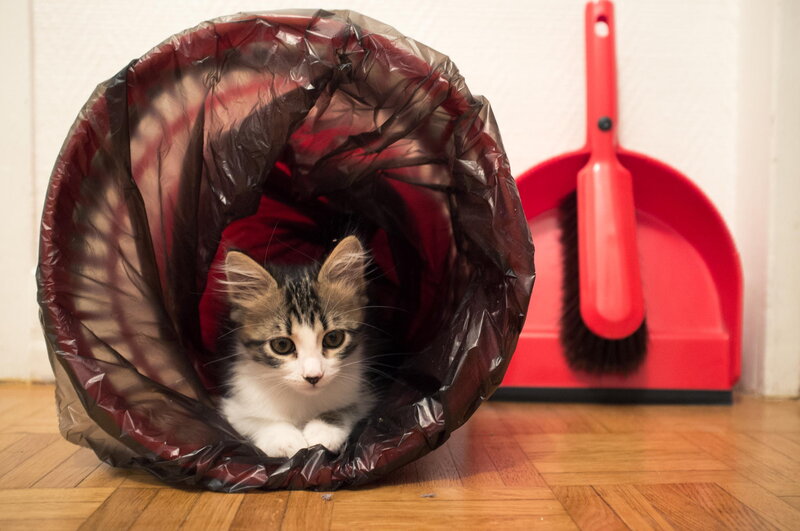 Kitten in Plastic Bag