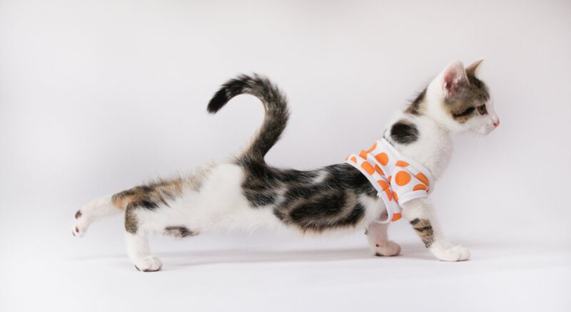 Kitten in Polka-dot Shirt