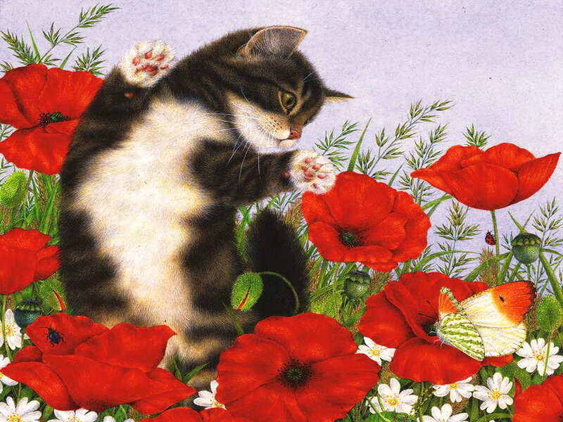 Kitten in Poppy Field — Red, Peaceful