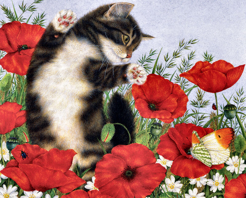 Kitten in Poppy Field — Red