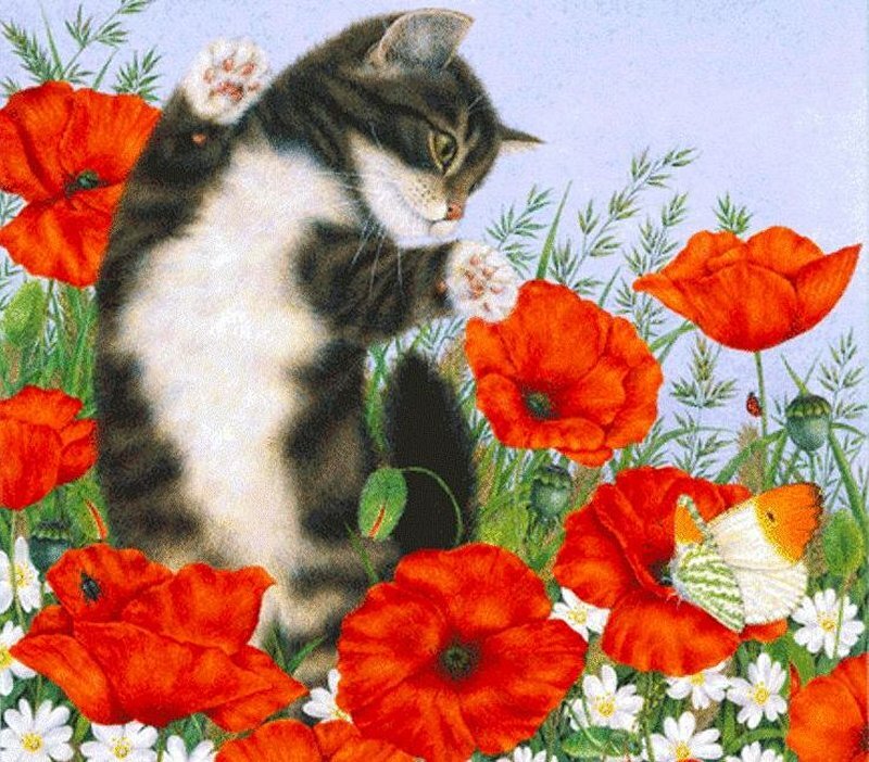 Kitten in Poppy Field