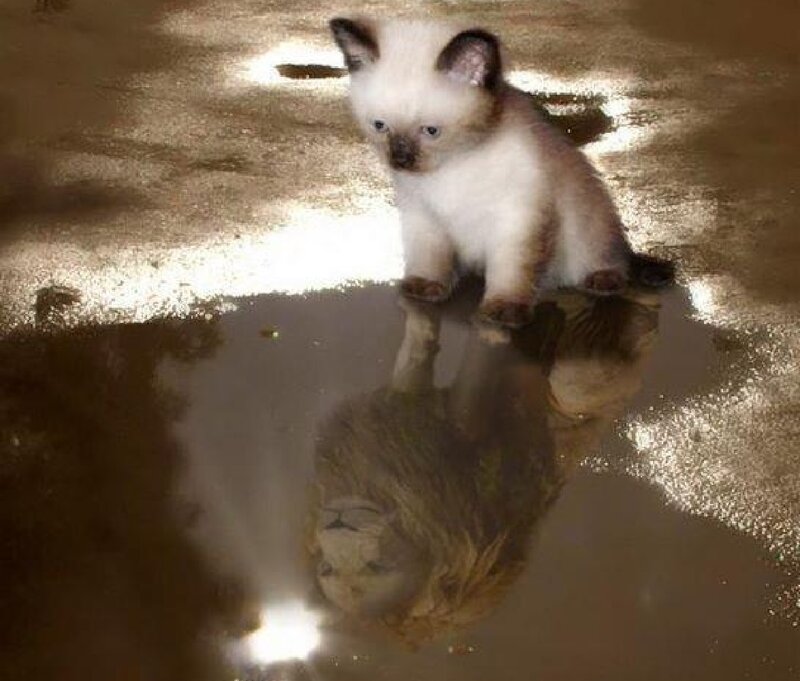Kitten in Puddle — Brown
