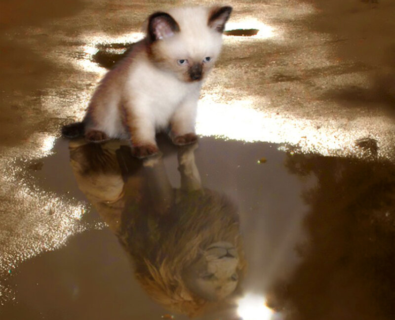 Kitten in Puddle