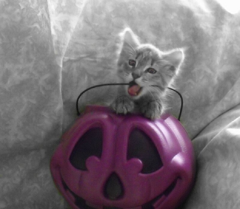 Kitten in Pumpkin Bucket
