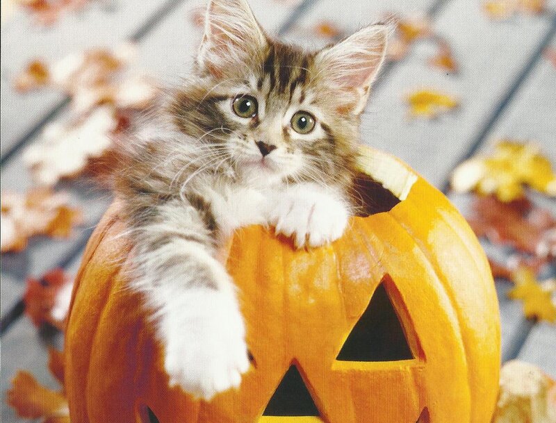 Kitten in Pumpkin — Orange, Cute, Autumn
