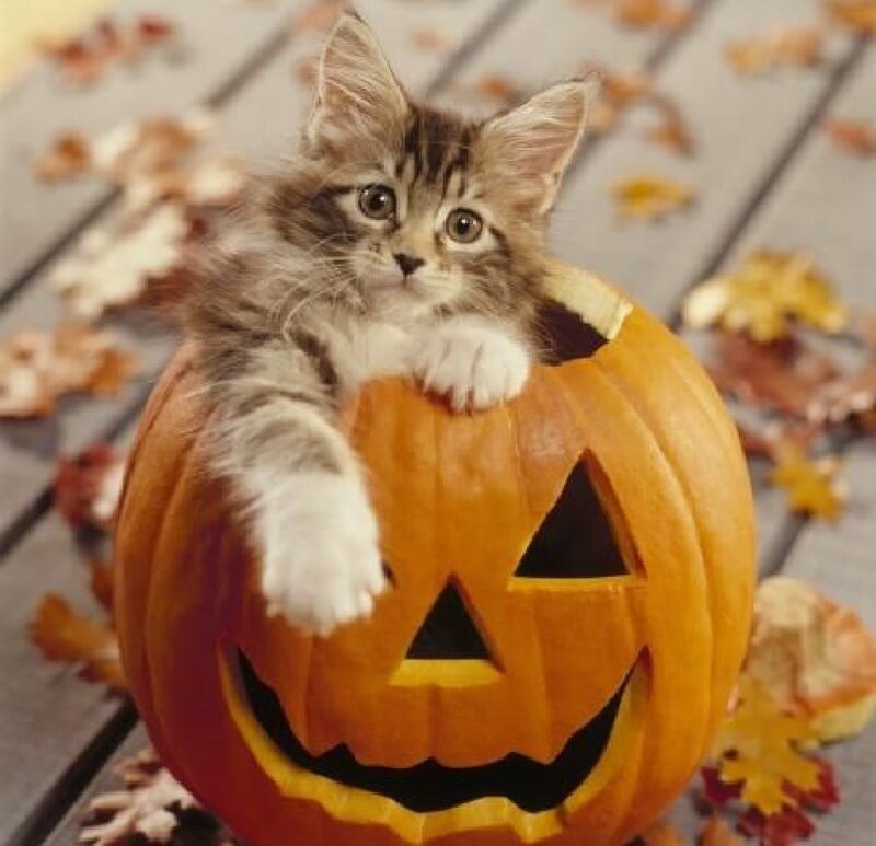 Kitten in Pumpkin — Orange, Cute