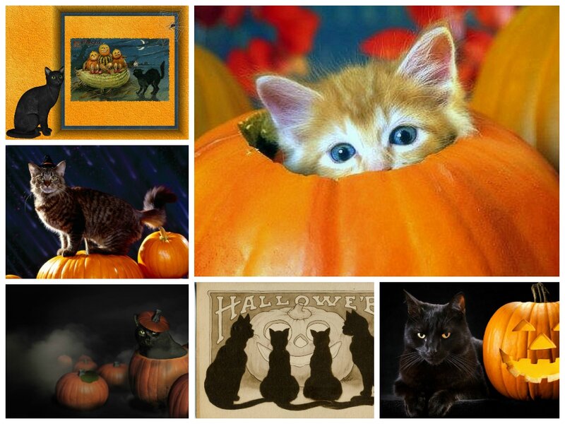 Kitten in Pumpkin — Orange, Festive, Night