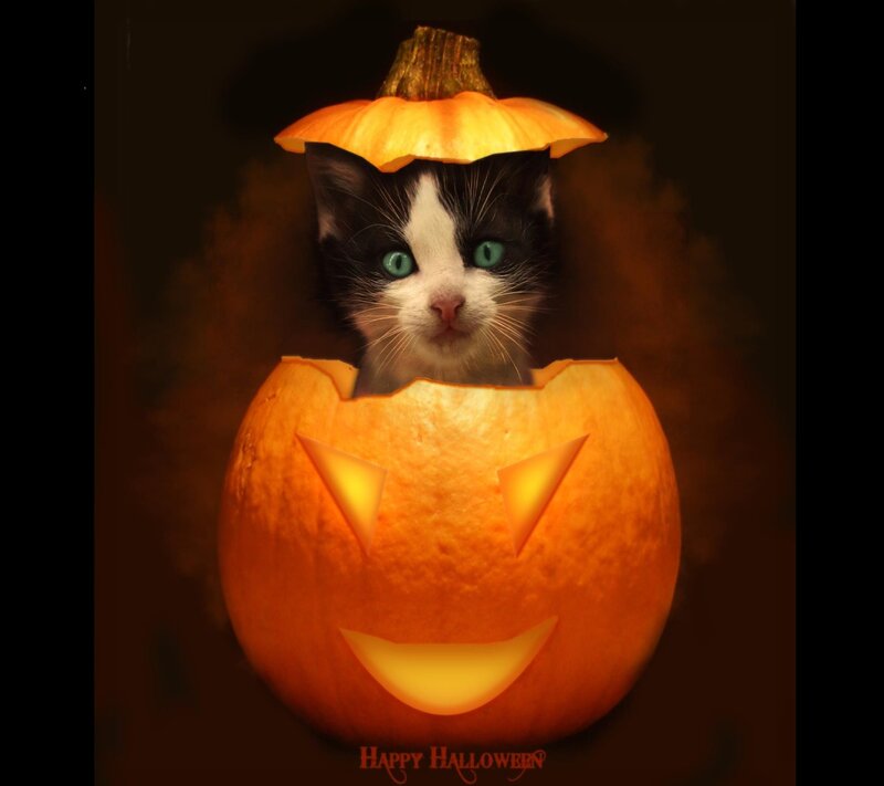 Kitten in Pumpkin — Orange, Festive