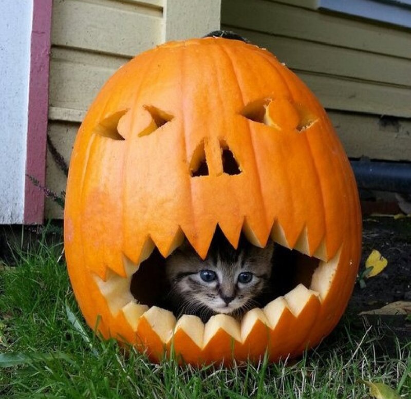 Kitten in Pumpkin — Orange, Playful