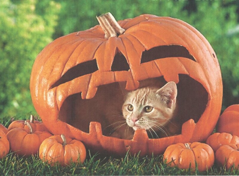 Kitten in Pumpkin — Orange