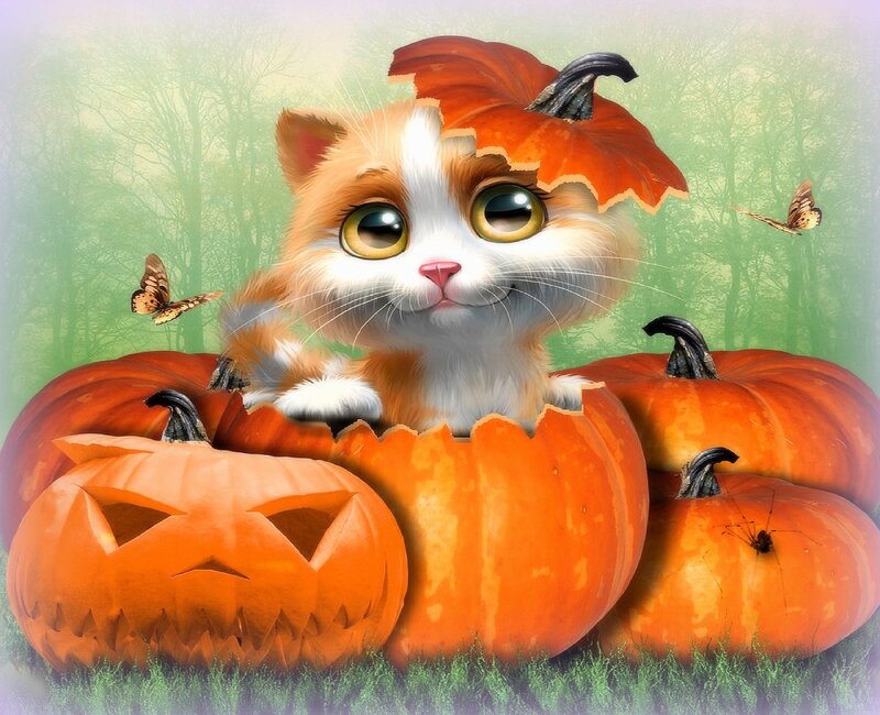 Kitten in Pumpkin — Orange, Whimsical