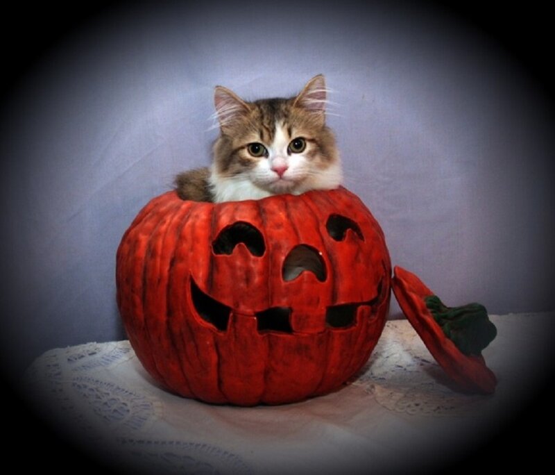 Kitten in Pumpkin — Red