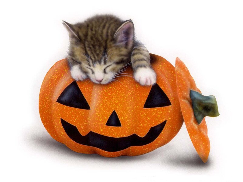 Kitten in Pumpkin