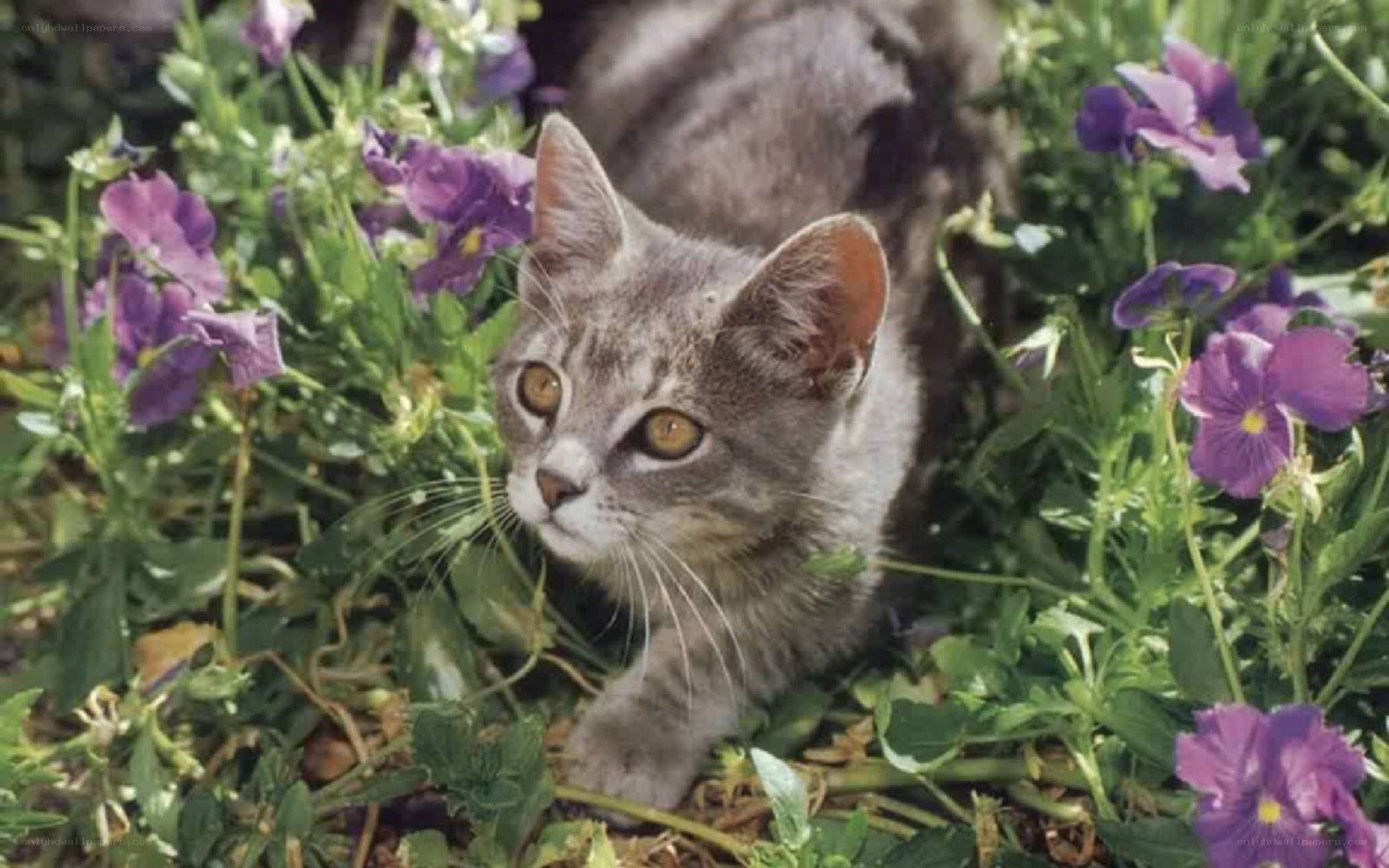 kitten in purple flowers