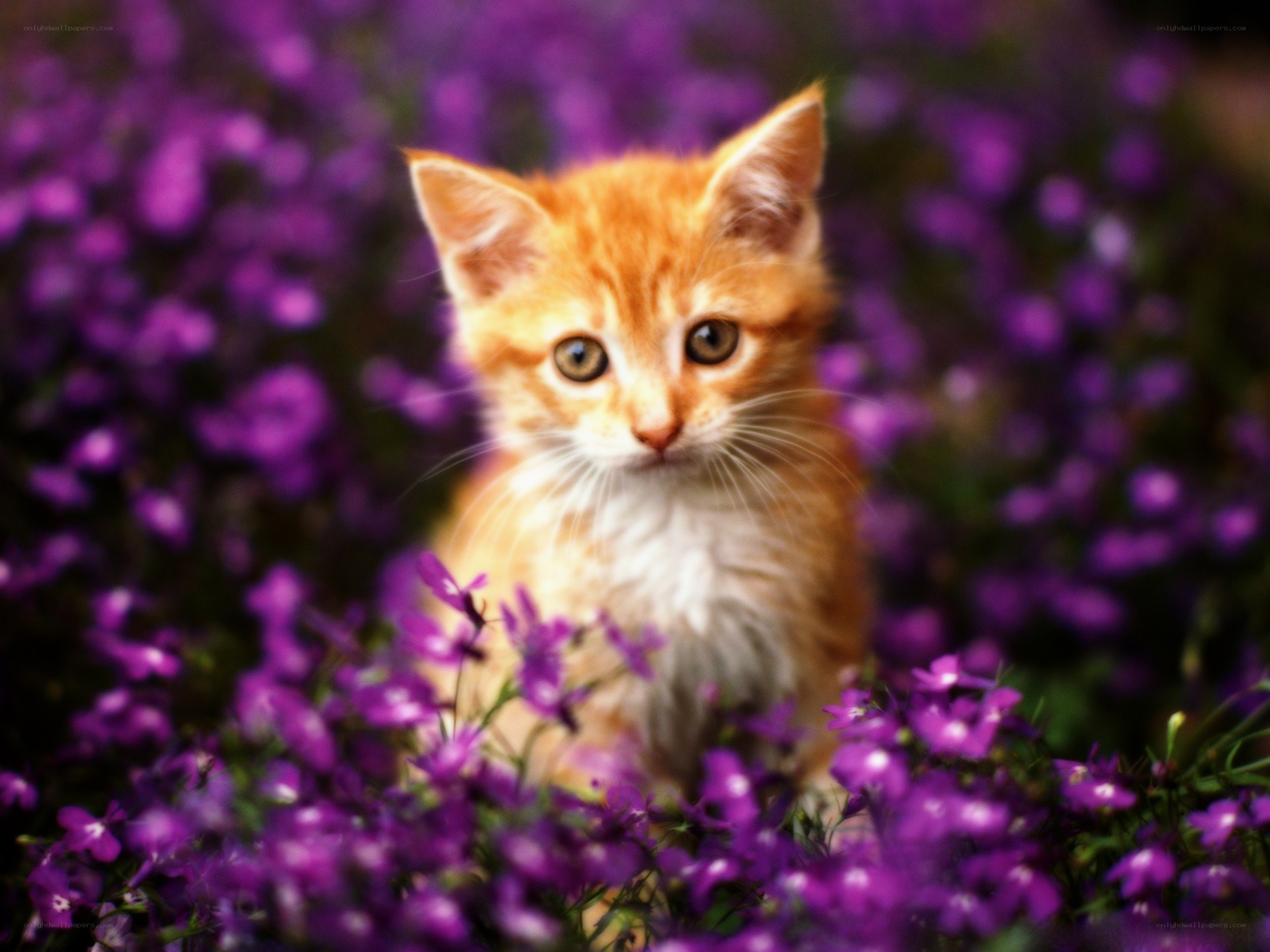kitten in purple flowers