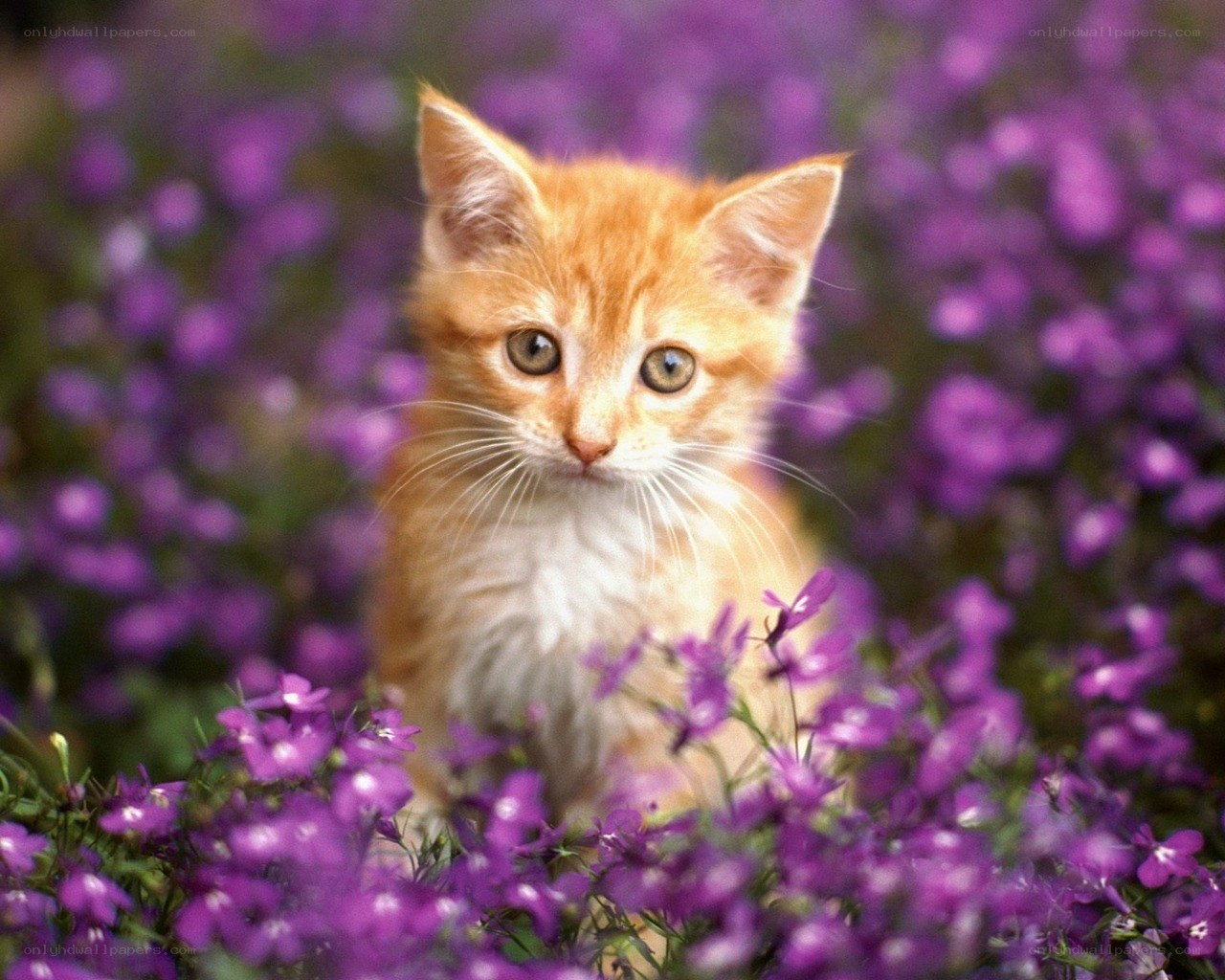 kitten in purple flowers