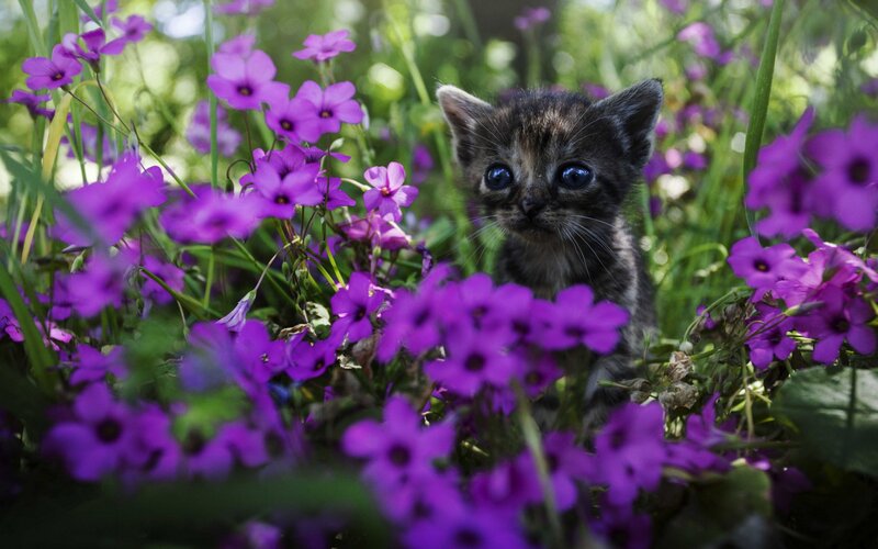 Kitten in Purple Flowers — Calm, Spring