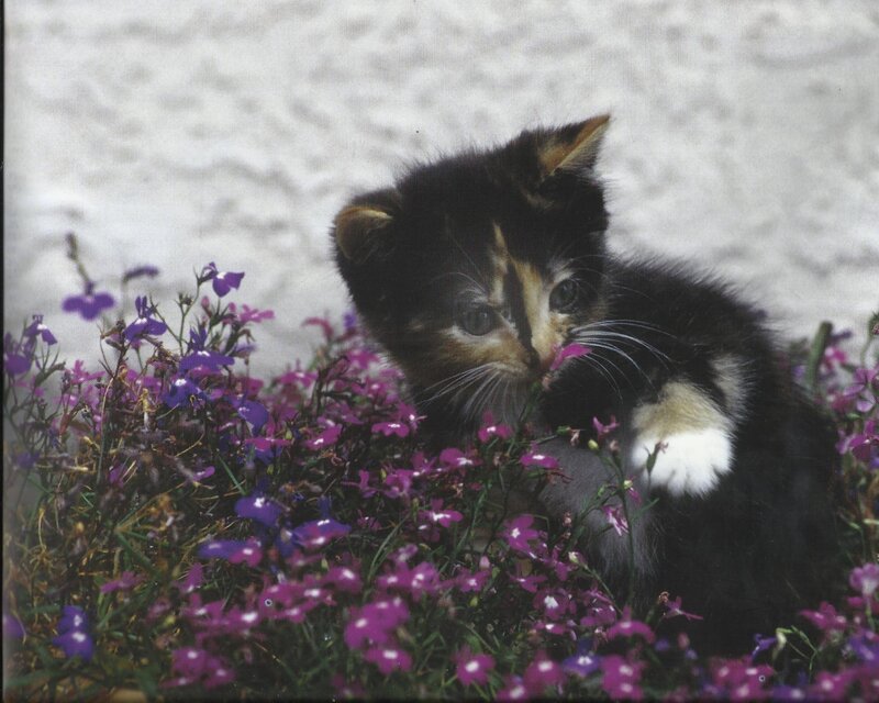 Kitten in Purple Flowers — Calm