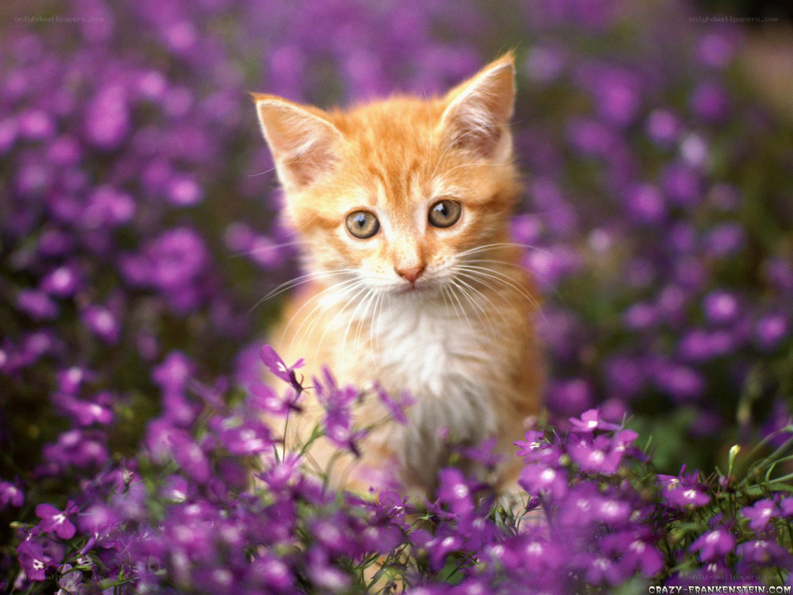 kitten in purple flowers