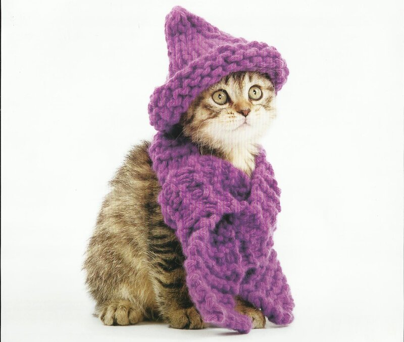 Kitten in Purple Sweater