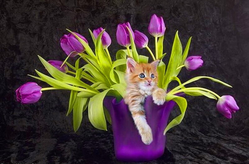 Kitten in Purple Vase — Calm