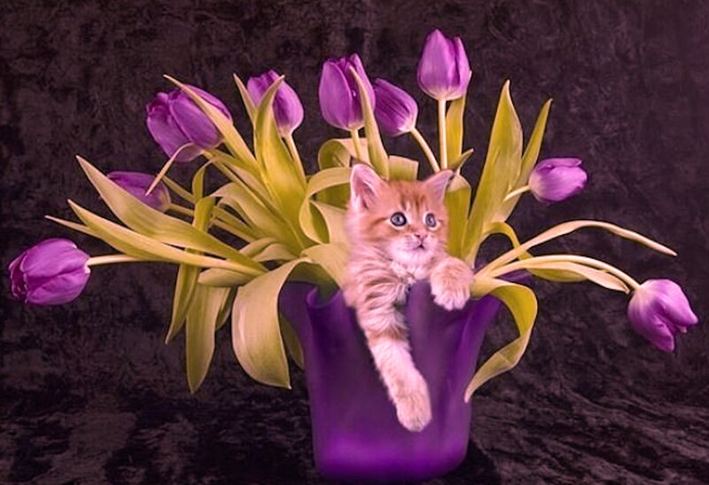 Kitten in Purple Vase