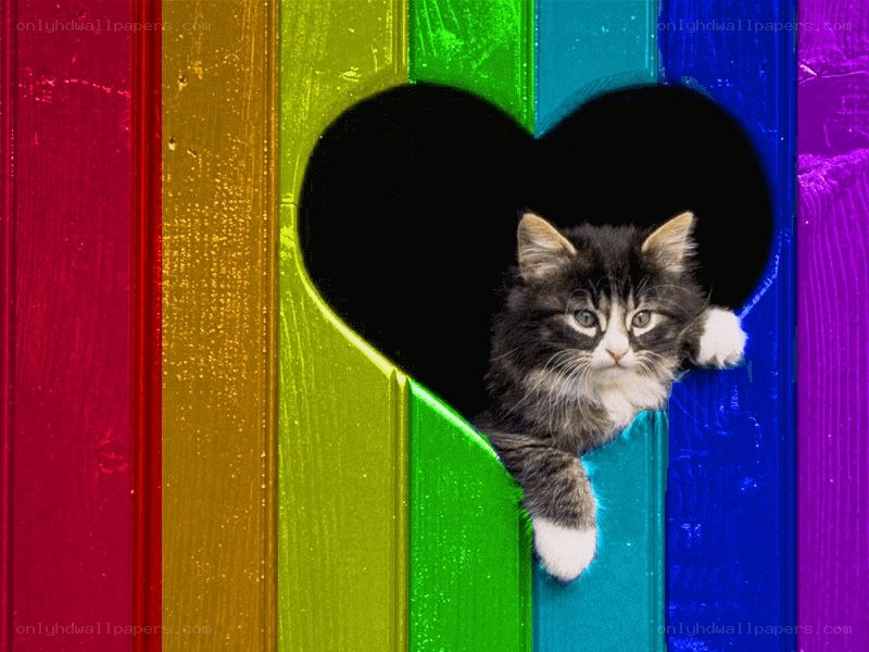 kitten in rainbow heart