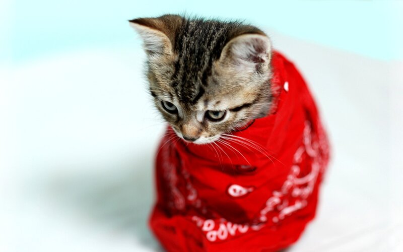 kitten in red bandana