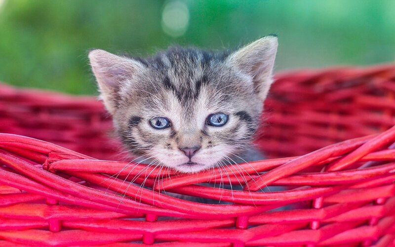 Kitten in Red Basket — Calm