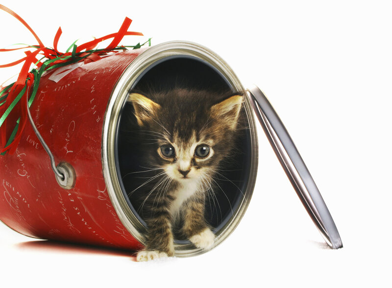 Kitten in Red Can