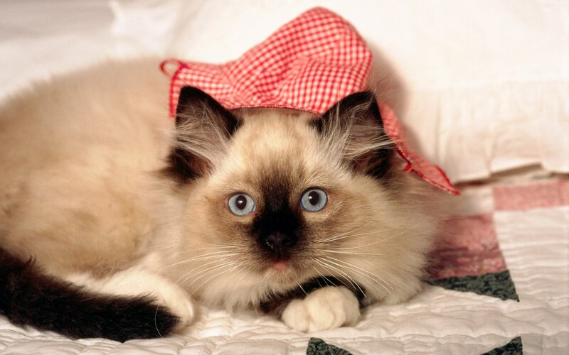 kitten in red checkered hat