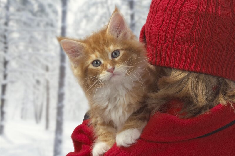 Kitten in red coat
