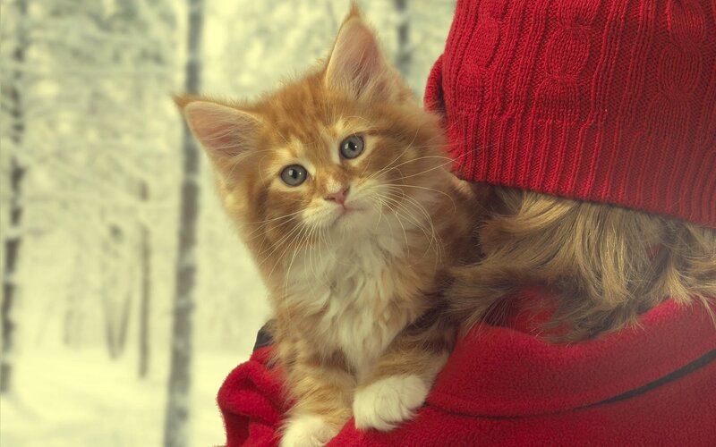 kitten in red coat