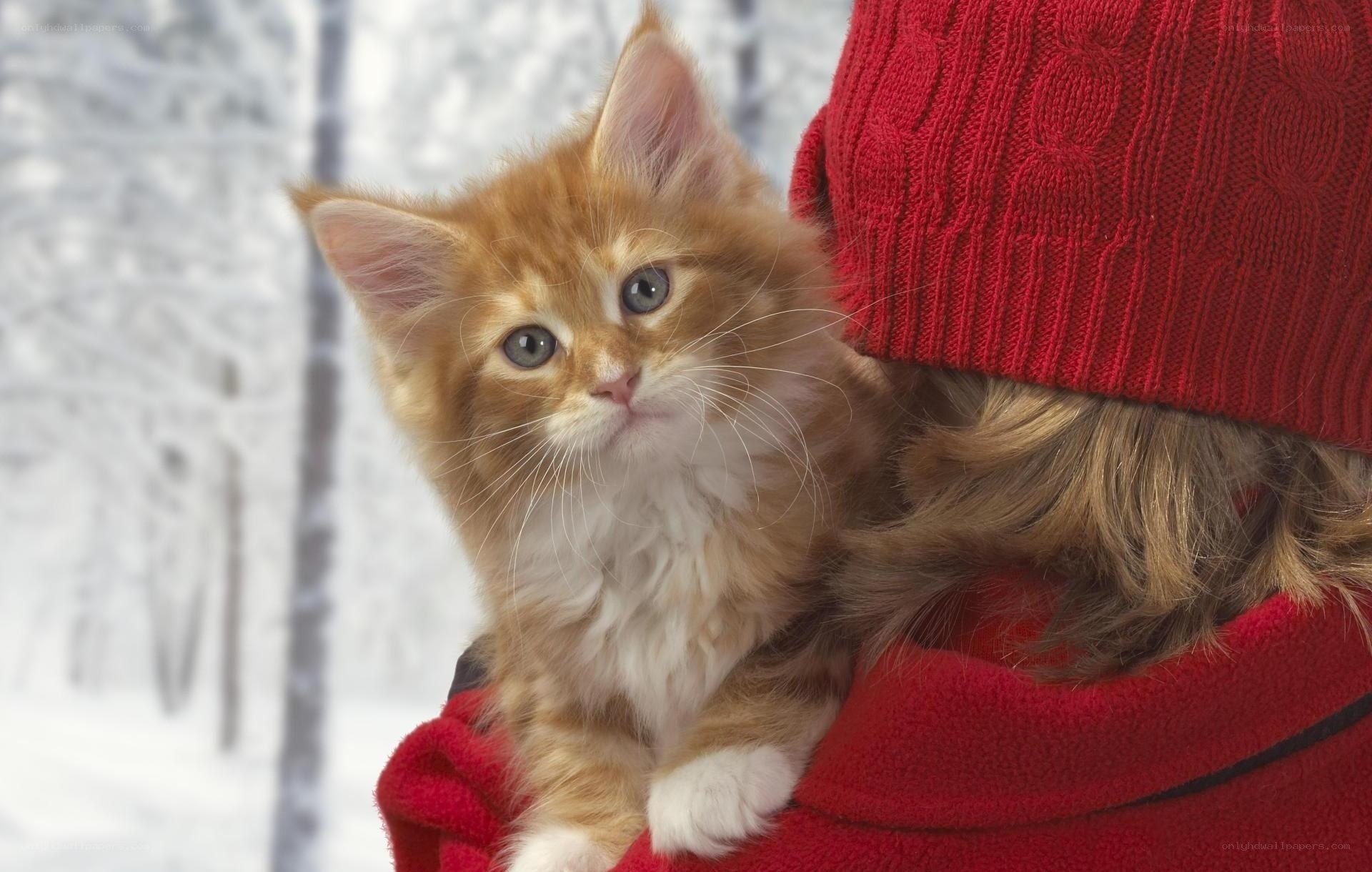 kitten in red coat