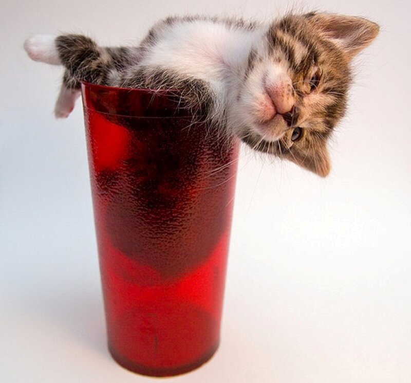 Kitten in Red Cup