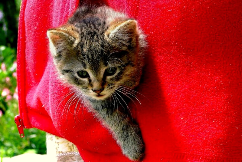kitten in red fabric