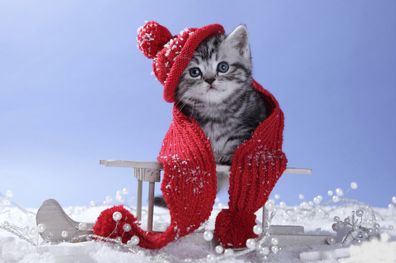 Kitten in Red Hat — Festive
