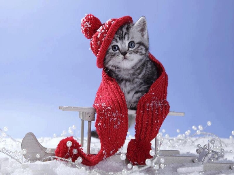Kitten in Red Hat — Festive, Winter, Photograph