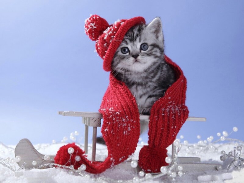 Kitten in Red Hat — Festive, Winter