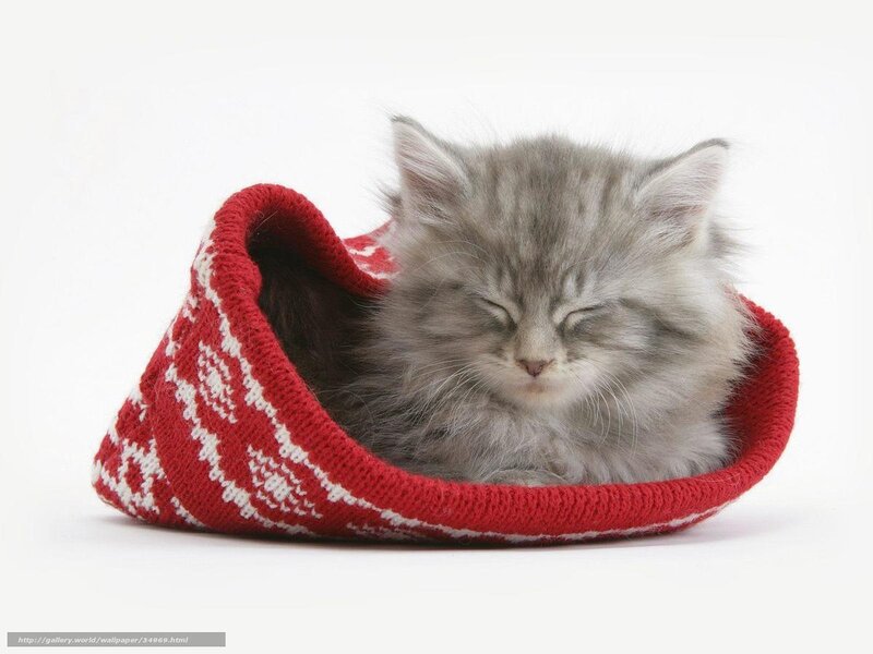 kitten in red slipper